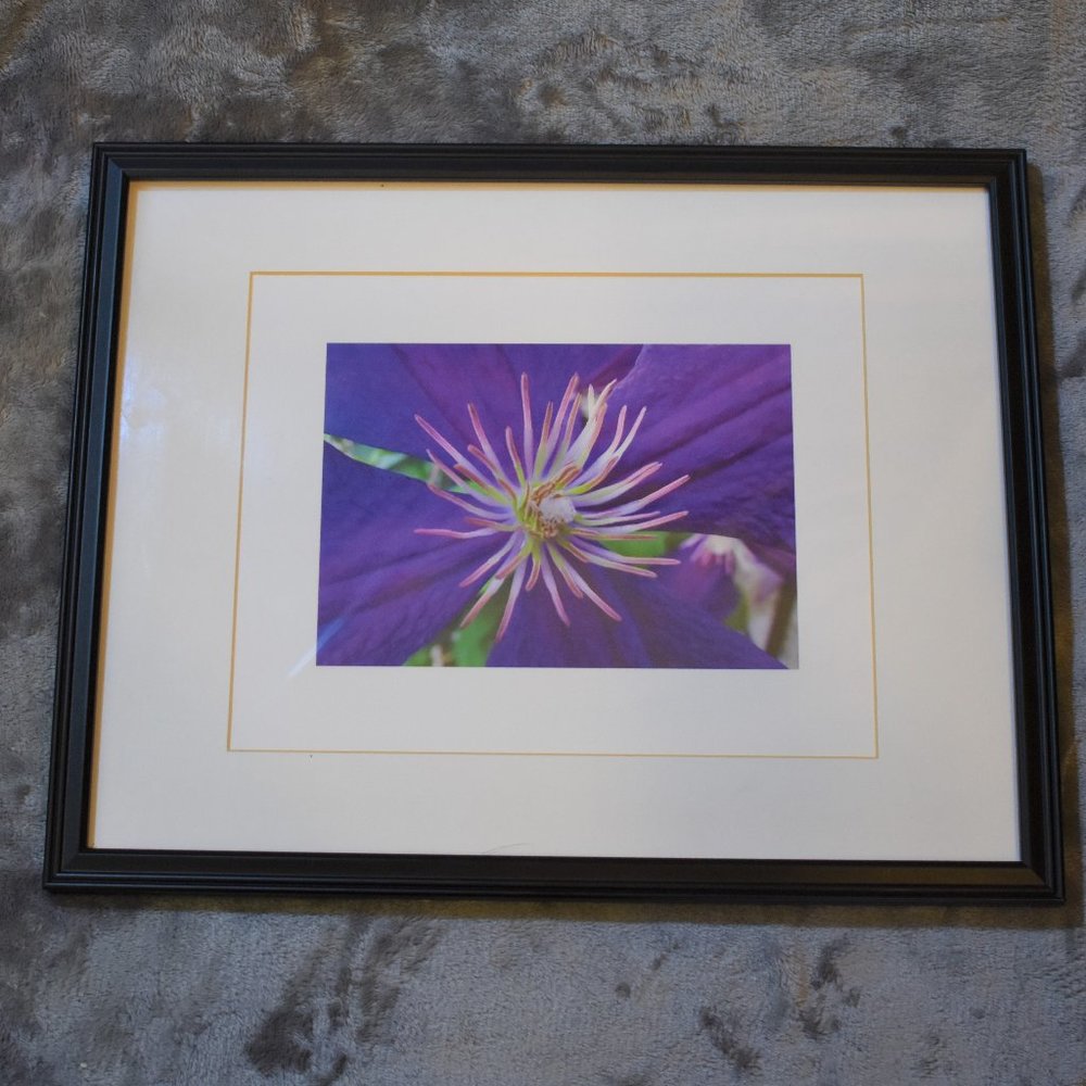 8X10 Purple Clematis Flower Photograph